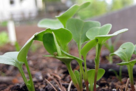 7 of the Easiest Vegetables to Grow