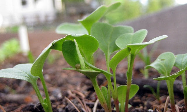 radish