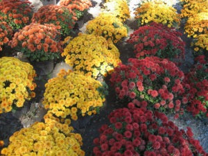 Free and Inexpensive Fall Decorating