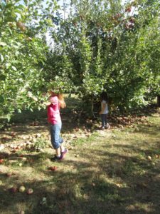 What to do with fresh apples