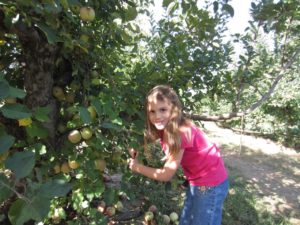 What to do with fresh apples