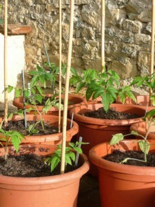grow food in your front yard