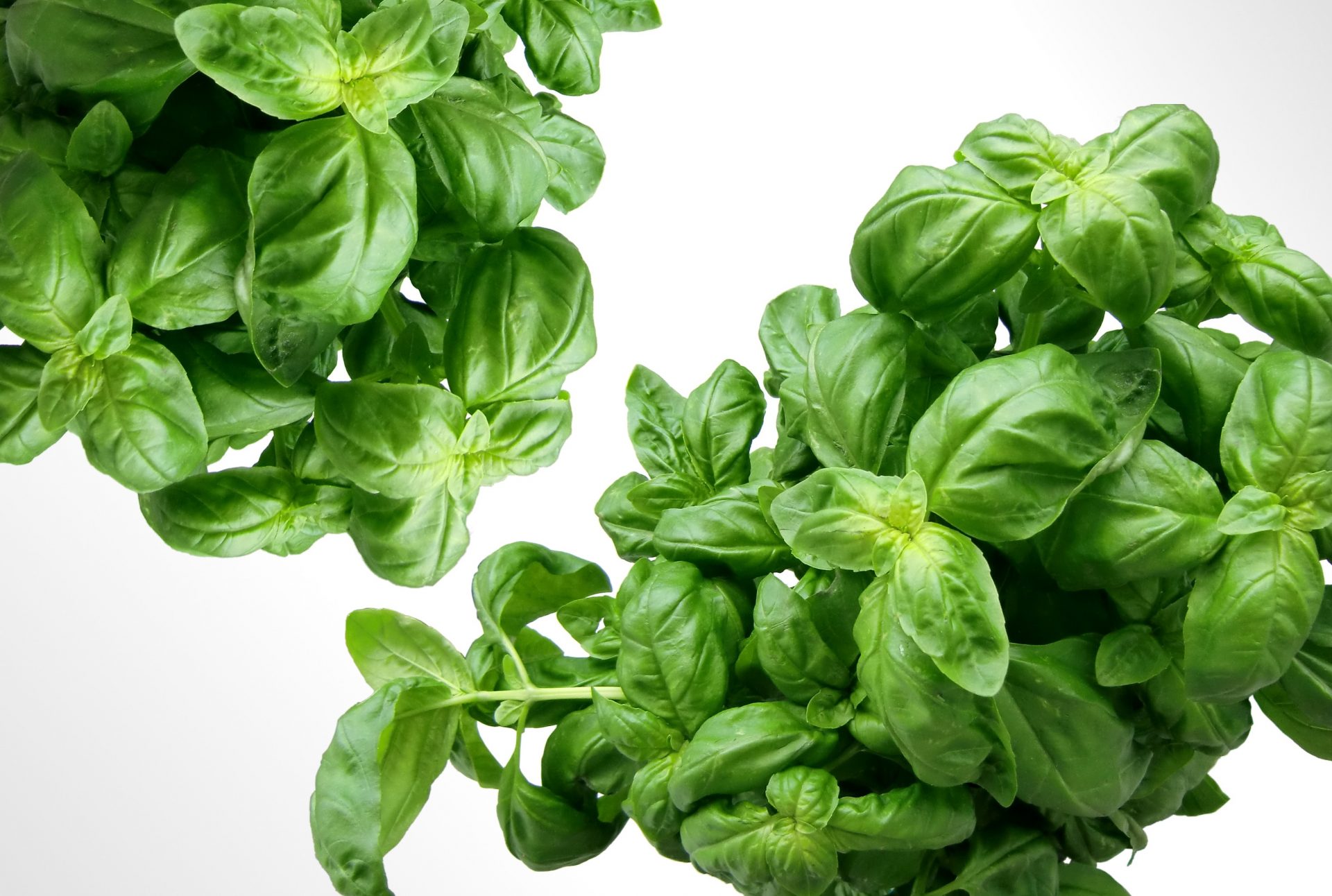 what to do with fresh basil