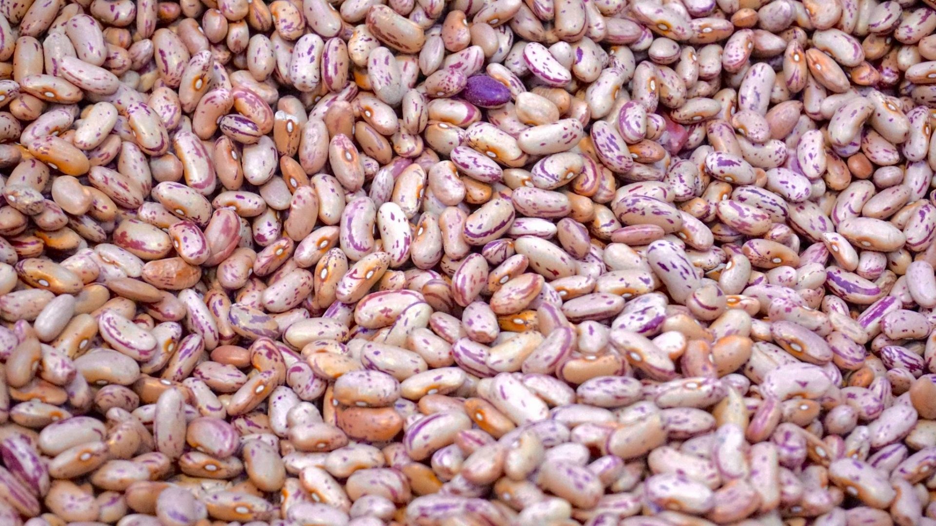 agriculture-beans-close-up-176169