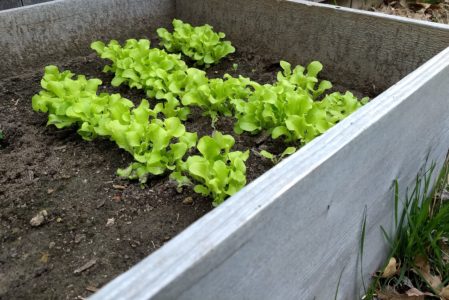 How to Keep Rabbits From Eating Lettuce Plants