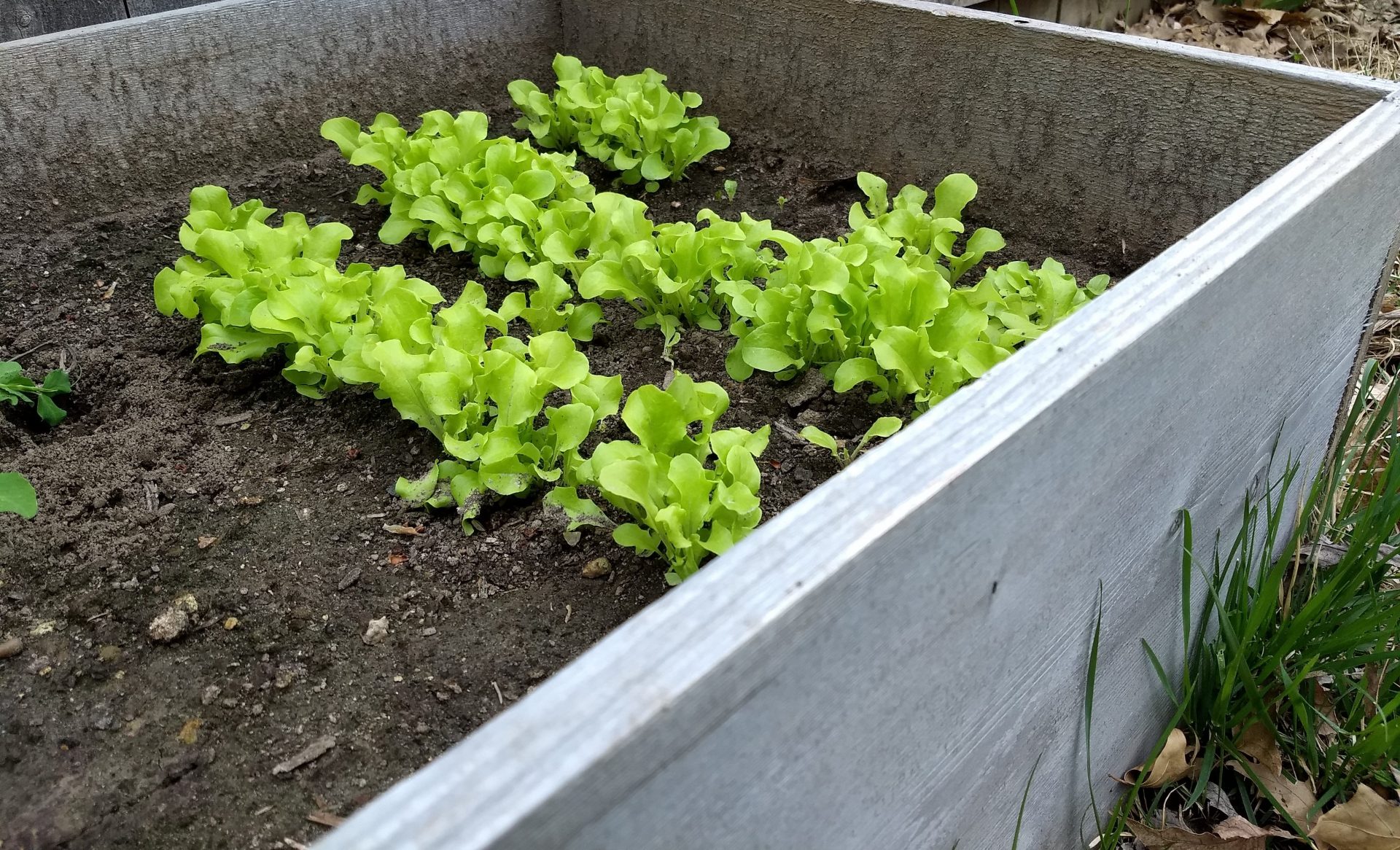 How to Keep Rabbits From Eating Lettuce Plants