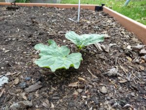 perennial edible plants 