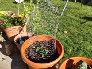 How to keep squirrels from digging in flower pots