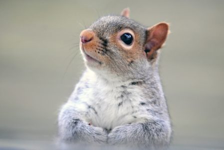 How to Keep Squirrels From Digging in Flower Pots