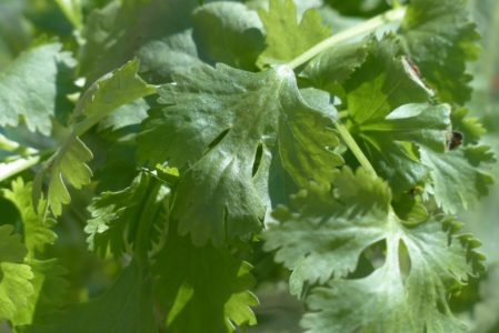 17 Things to do with Fresh Cilantro
