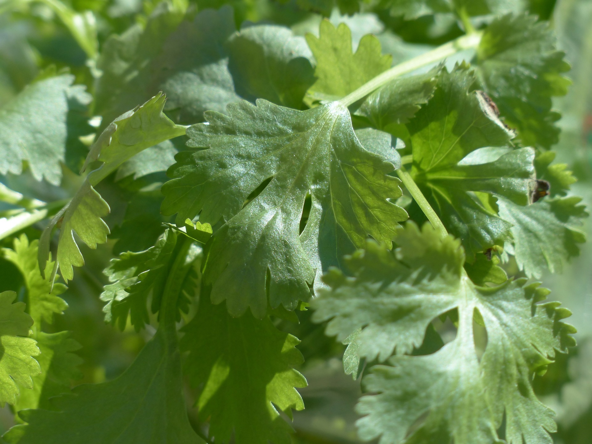 cilantro