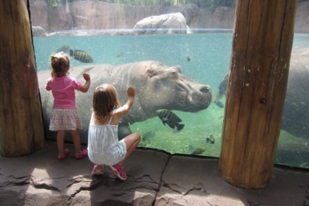 Travel Tips: Taking Kids to the St. Louis Zoo