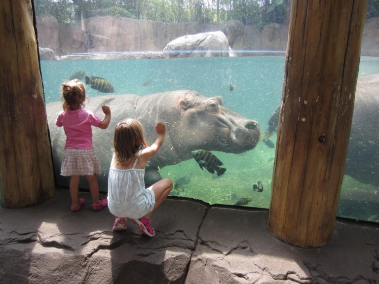 taking kids to the st louis zoo