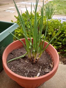 how to regrow green onions