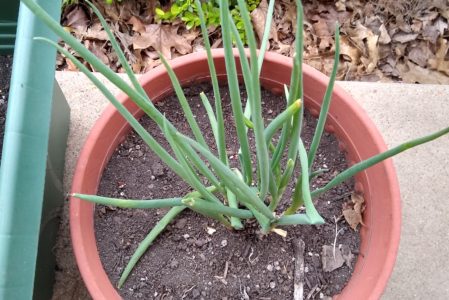 How to Regrow Green Onions From the Grocery Store