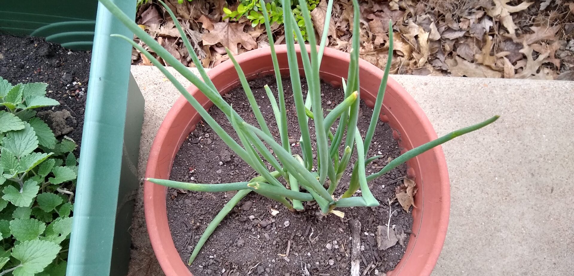 How to Regrow Green Onions From the Grocery Store